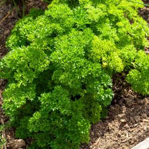 Persil Frisé Vert Foncé race Alto